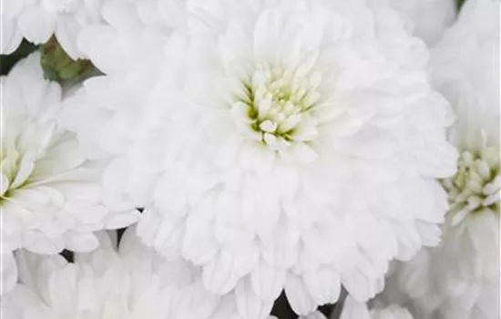 Argyranthemum Argyranthemum