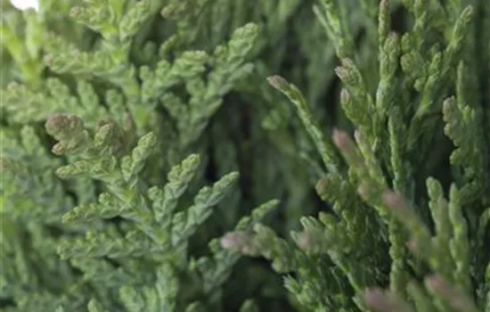 Thuja occidentalis 'Teddy' Thuja occidentalis 'Teddy'