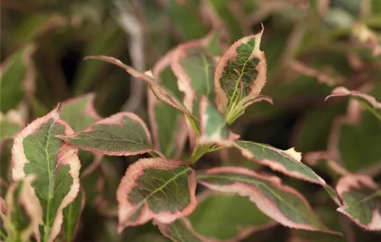 Weigela florida 'Monet'® Weigela florida 'Monet'®