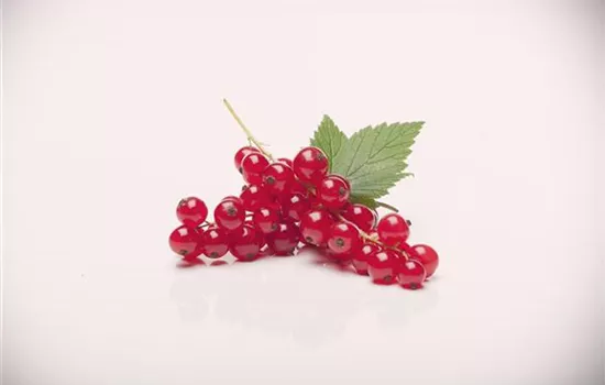 Ribes rubrum 'Rovada' Ribes rubrum 'Rovada'