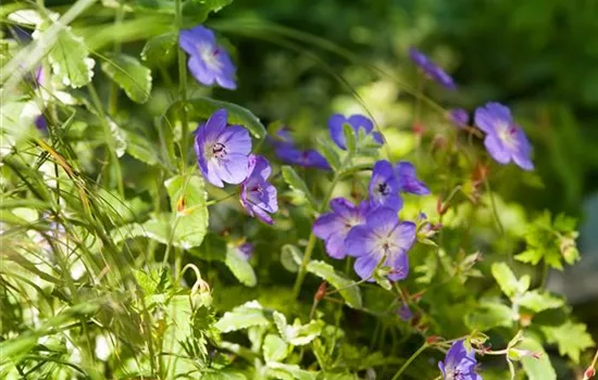 Geranium wallichianum 'Rozanne'® Geranium wallichianum 'Rozanne'®
