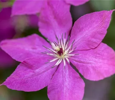 Clematis viticella