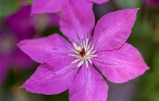 Clematis viticella Clematis viticella