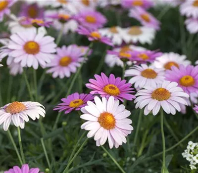 Argyranthemum frutescens Argyranthemum frutescens