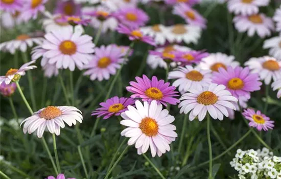 Argyranthemum frutescens Argyranthemum frutescens