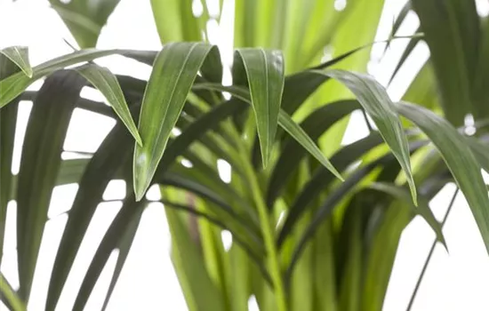 Howea forsteriana Howea forsteriana