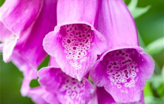 Digitalis purpurea, rosa Digitalis purpurea, rosa
