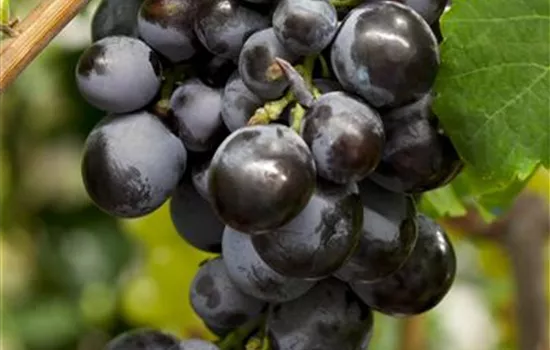 Vitis vinifera 'Centuri' Vitis vinifera 'Centuri'