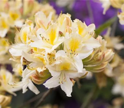 Rhododendron luteum 'Daviesii'