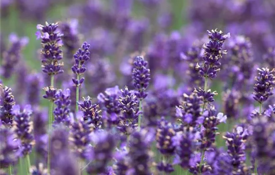 Lavandula angustifolia 'Hidcote Blue' Lavandula angustifolia 'Hidcote Blue'
