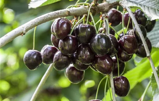 Prunus avium 'Kordia'® Prunus avium 'Kordia'®