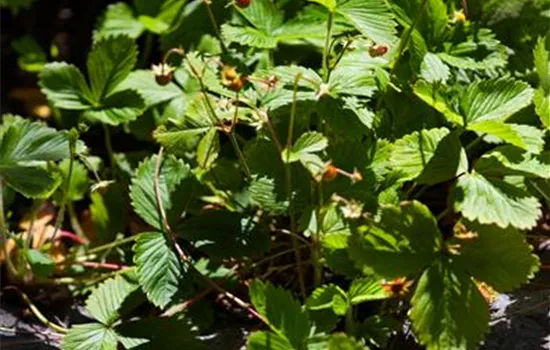 Fragaria vesca Fragaria vesca
