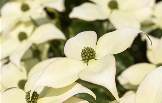 Cornus kousa chinensis 'Schmetterling'