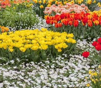 Anemone blanda, weiß Anemone blanda, weiß