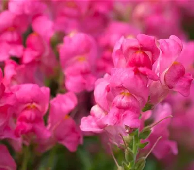 Antirrhinum majus Antirrhinum majus