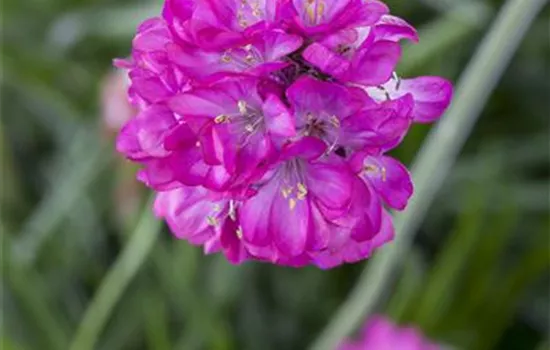 Armeria maritima, rot