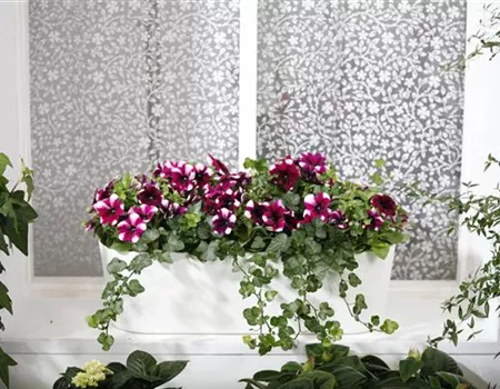 Bereit für den Sommer – Balkon und Garten blühen richtig auf