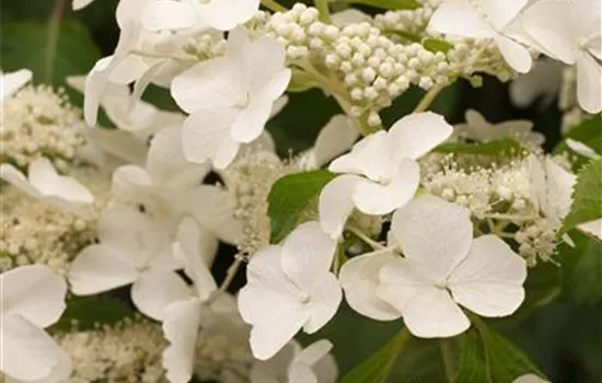 Hydrangea paniculata 'Levana'(s)
