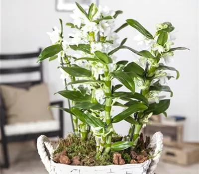 Dendrobium Dendrobium