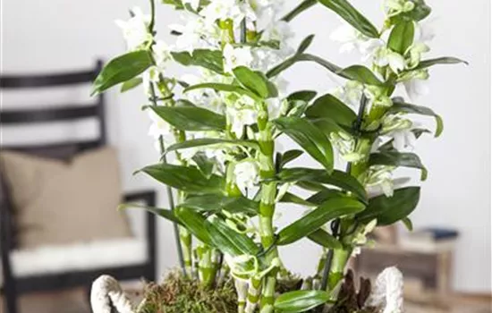 Dendrobium Dendrobium