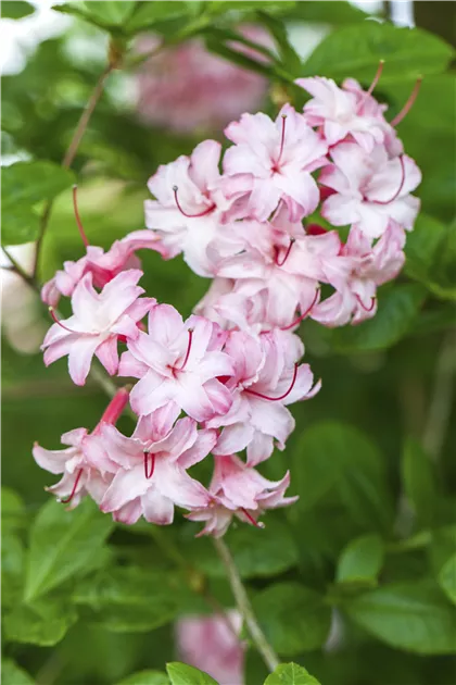 Rhododendron viscosum