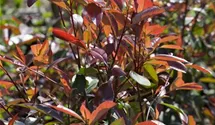 Photinia fraseri 'Red Robin'