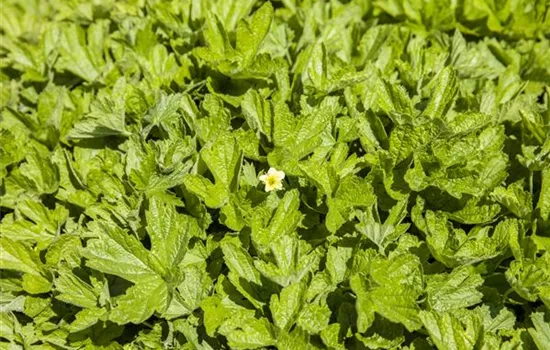 Waldsteinia geoides Waldsteinia geoides