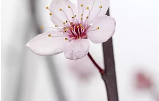 Prunus cerasifera 'Nigra' Prunus cerasifera 'Nigra'