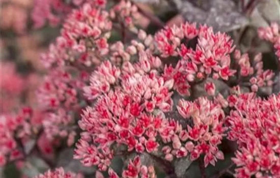 Sedum telephium 'Desert Red' Sedum telephium 'Desert Red'