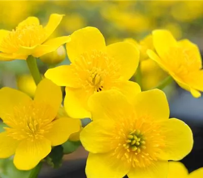 Caltha palustris Caltha palustris