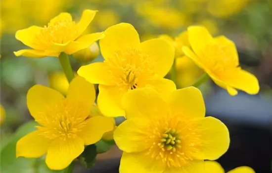 Caltha palustris Caltha palustris
