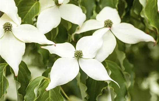 Cornus kousa 'White Fountain'