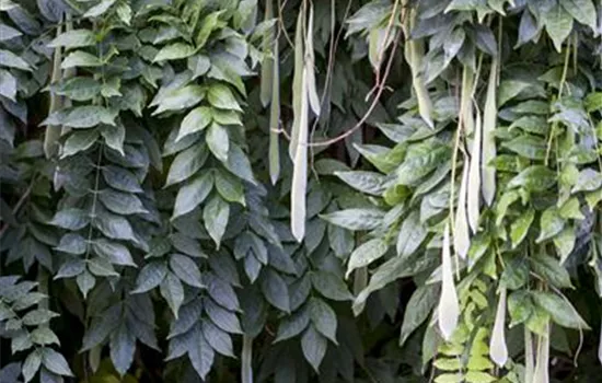 Wisteria sinensis Wisteria sinensis