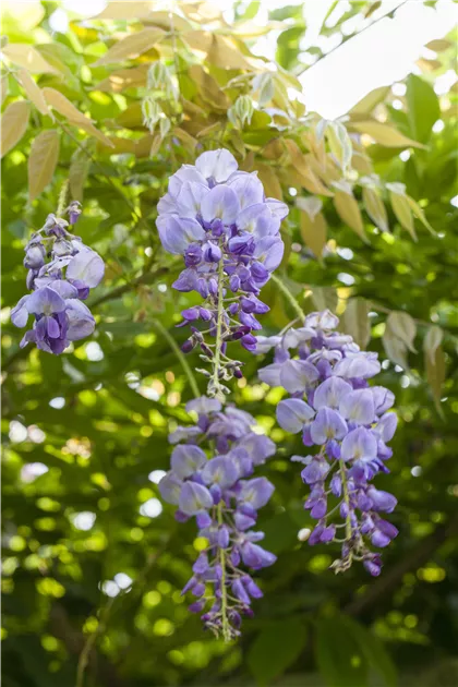 Wisteria sinensis