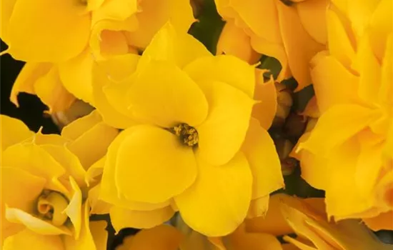 Kalanchoe blossfeldiana 'Calandiva'® Kalanchoe blossfeldiana 'Calandiva'®