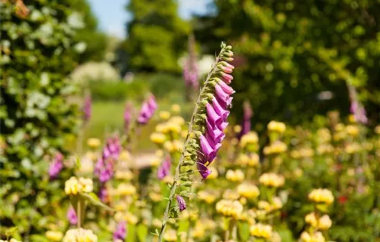 Digitalis purpurea, rot Digitalis purpurea, rot