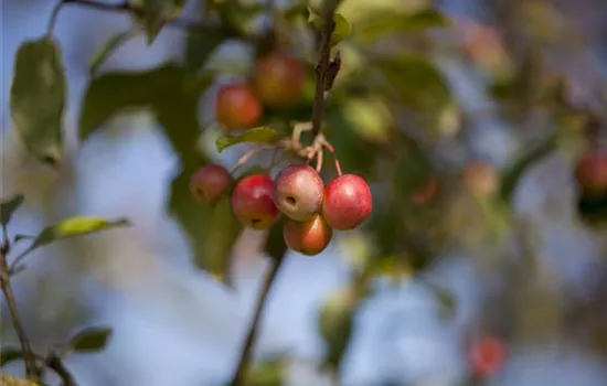 Malus x moerlandsii 'Red Sentinel' Malus x moerlandsii 'Red Sentinel'