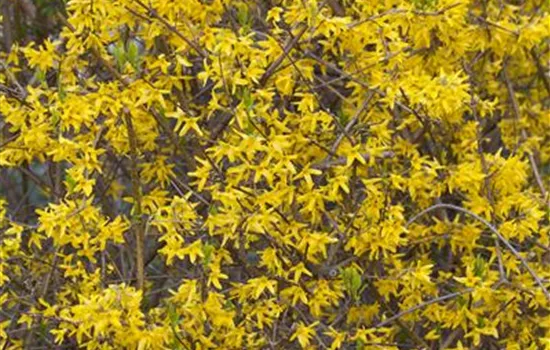 Forsythia x intermedia 'Lynwood' Forsythia x intermedia 'Lynwood'