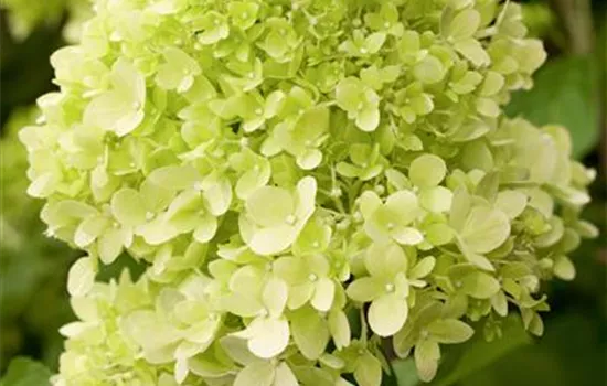 Hydrangea paniculata 'Limelight'(s)
