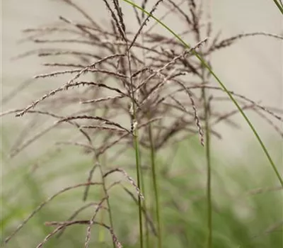 Miscanthus sinensis 'Malepartus' Miscanthus sinensis 'Malepartus'