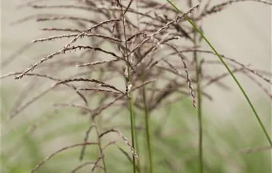 Miscanthus sinensis 'Malepartus' Miscanthus sinensis 'Malepartus'
