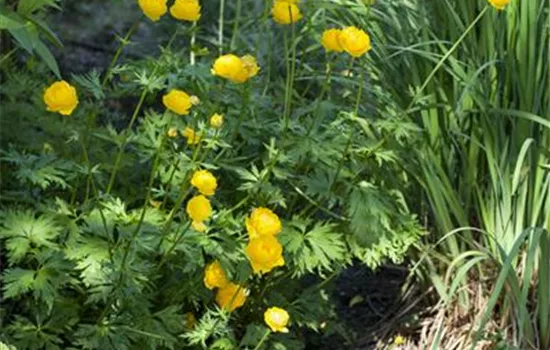 Trollius europaeus