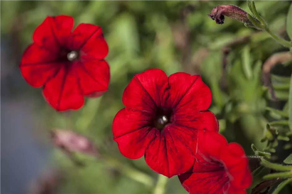 Petunia 'SURFINIA'