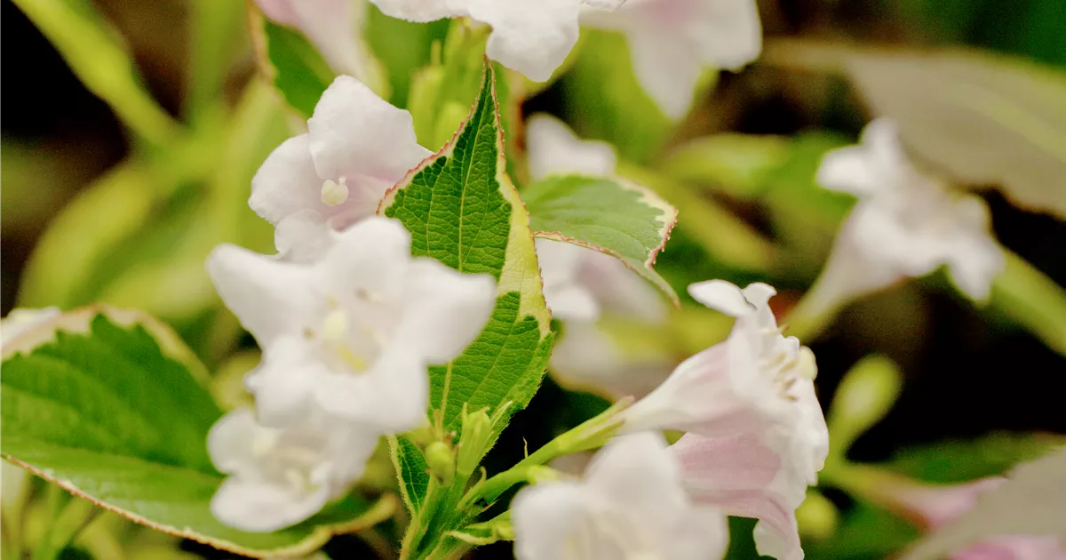 Weigela florida 'Nana Variegata'
