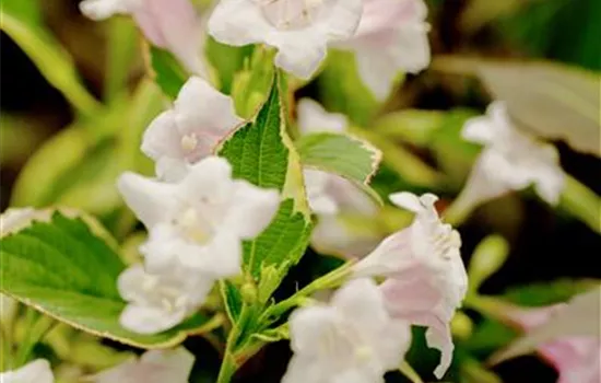 Weigela florida 'Nana Variegata' Weigela florida 'Nana Variegata'