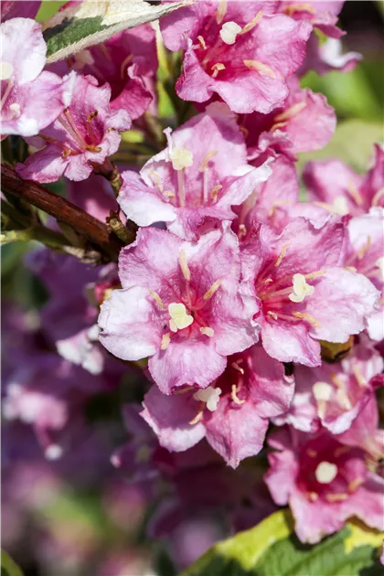 Weigela florida 'Nana Variegata'