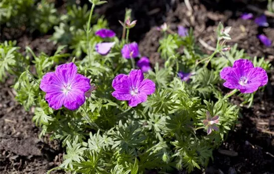 Geranium sanguineum Geranium sanguineum