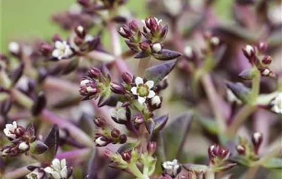 Sedum album Sedum album