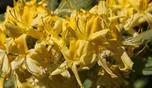 rhododendron alexis Rhododendron Hybride Alexis op stam 150cm – Tuinplantkopen main image 0