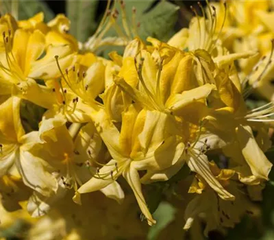 Rhododendron luteum